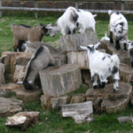 Quick Guide to Different Goat Breeds for the Homestead