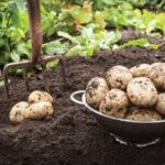 The Importance of Curing Potatoes for Wintertime Storage